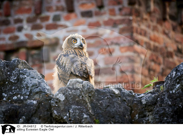 sitzender Uhu / sitting Eurasian Eagle Owl / JR-04812