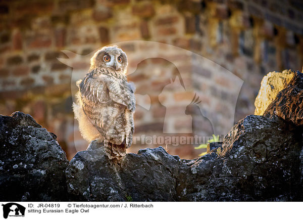 sitting Eurasian Eagle Owl / JR-04819