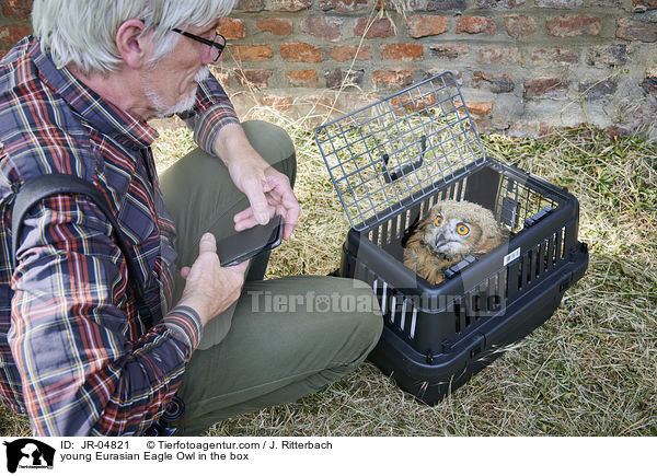 junger Uhu in der Box / young Eurasian Eagle Owl in the box / JR-04821