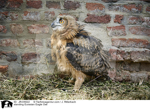standing Eurasian Eagle Owl / JR-04822