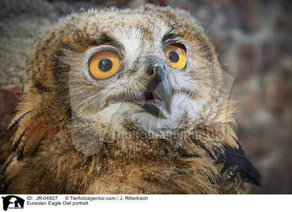 Eurasian Eagle Owl portrait / JR-04827