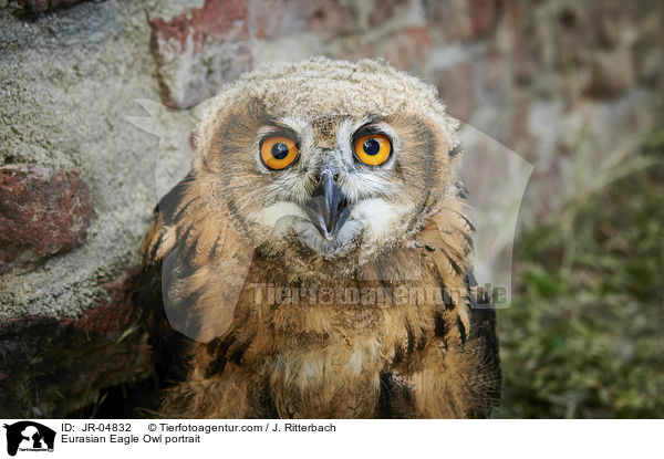 Eurasian Eagle Owl portrait / JR-04832