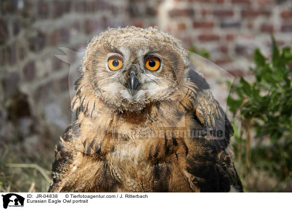 Eurasian Eagle Owl portrait / JR-04838