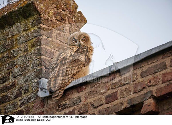 sitting Eurasian Eagle Owl / JR-04845
