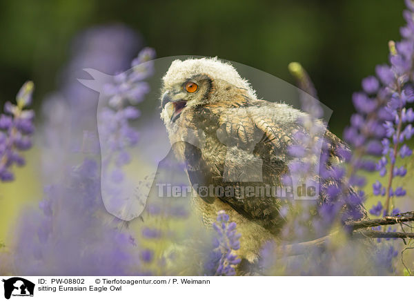 sitzender Uhu / sitting Eurasian Eagle Owl / PW-08802