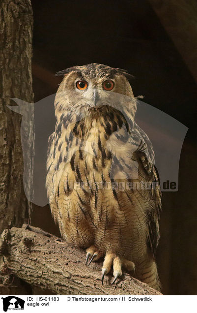 eagle owl / HS-01183
