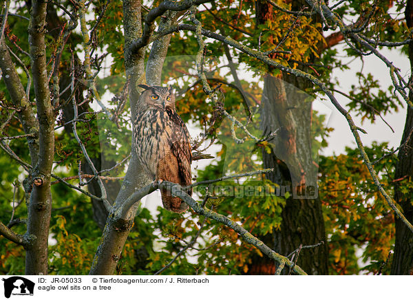 eagle owl sits on a tree  / JR-05033