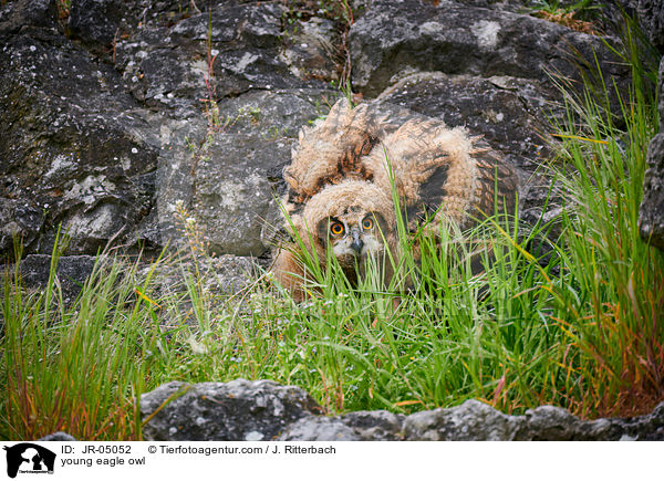 junger Uhu / young eagle owl / JR-05052