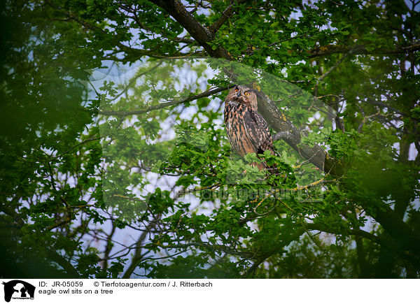 Uhu sitzt im Baum / eagle owl sits on a tree / JR-05059