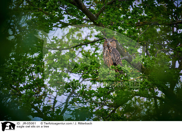 Uhu sitzt im Baum / eagle owl sits on a tree / JR-05061