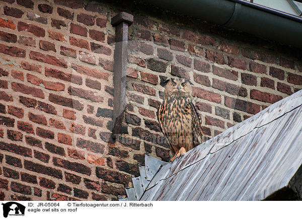 Uhu sitz auf Dach / eagle owl sits on roof / JR-05064