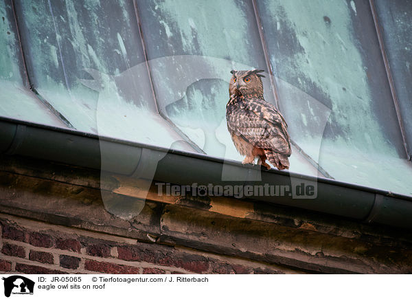 Uhu sitz auf Dach / eagle owl sits on roof / JR-05065