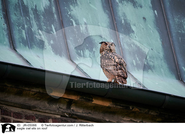 Uhu sitz auf Dach / eagle owl sits on roof / JR-05066