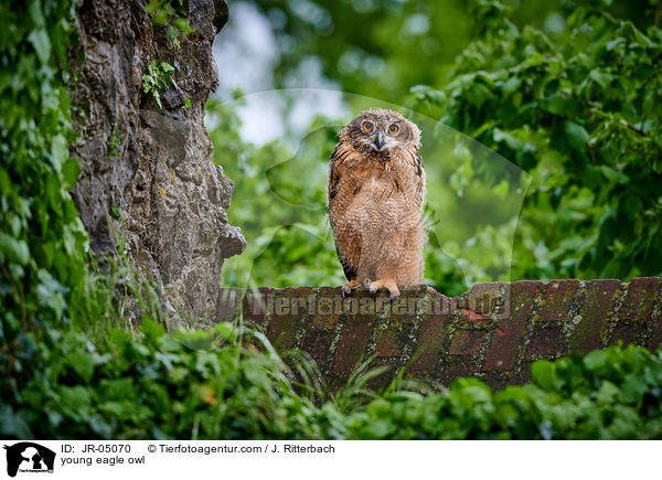junger Uhu / young eagle owl / JR-05070