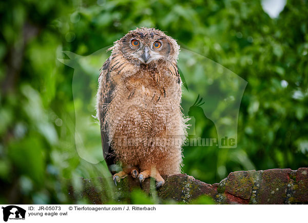 junger Uhu / young eagle owl / JR-05073