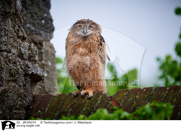 junger Uhu / young eagle owl / JR-05074