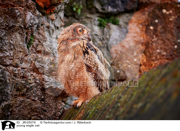 young eagle owl / JR-05079