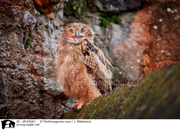 junger Uhu / young eagle owl / JR-05081