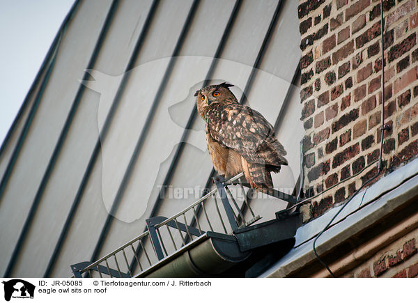 Uhu sitz auf Dach / eagle owl sits on roof / JR-05085