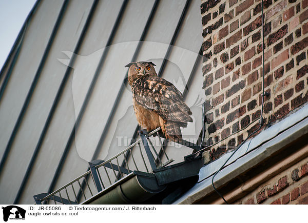 Uhu sitz auf Dach / eagle owl sits on roof / JR-05086