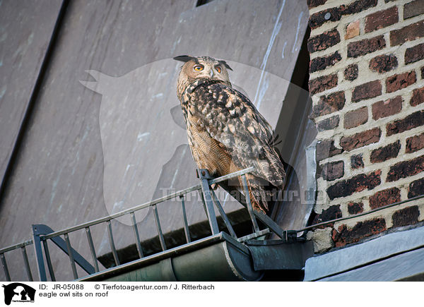 eagle owl sits on roof / JR-05088