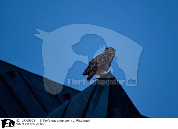 Uhu sitz auf Dach / eagle owl sits on roof / JR-05091