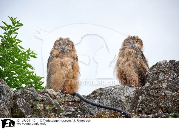 two young eagle owls / JR-05119