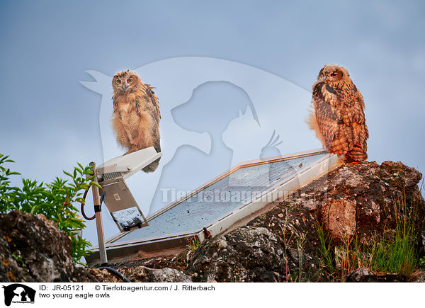 two young eagle owls / JR-05121