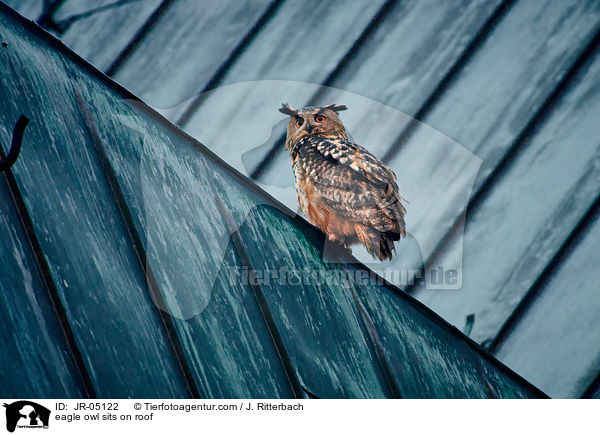 eagle owl sits on roof / JR-05122