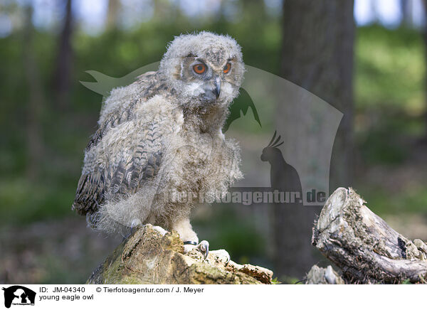 junger Uhu / young eagle owl / JM-04340