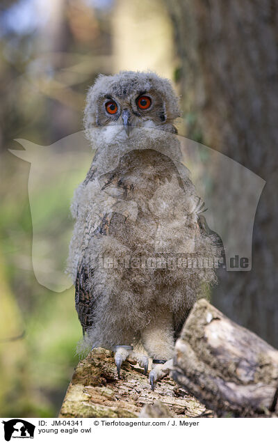 young eagle owl / JM-04341