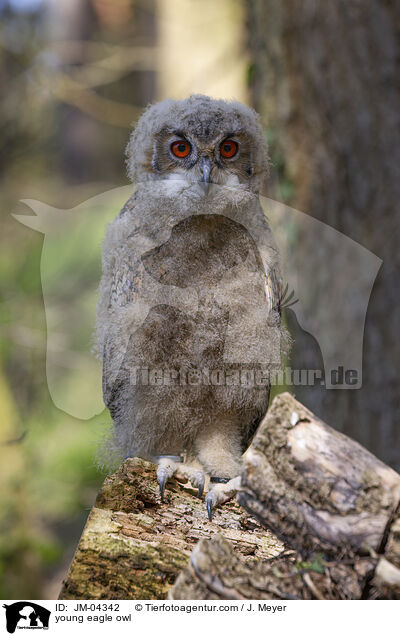 young eagle owl / JM-04342
