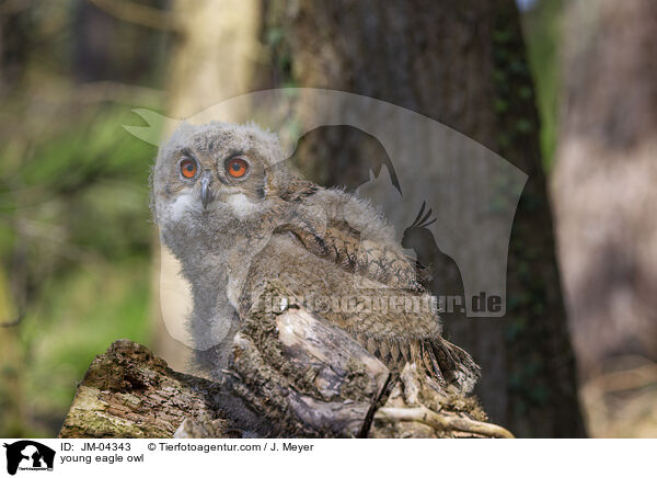 junger Uhu / young eagle owl / JM-04343