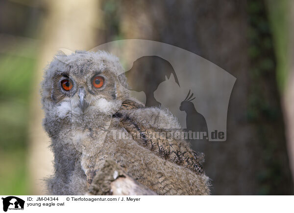 junger Uhu / young eagle owl / JM-04344