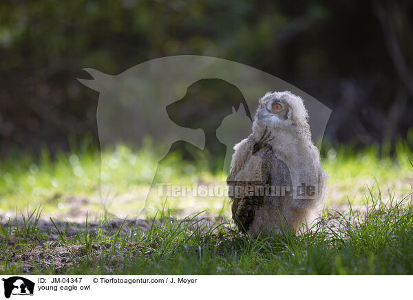 junger Uhu / young eagle owl / JM-04347