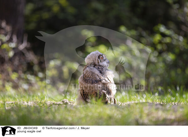 junger Uhu / young eagle owl / JM-04349