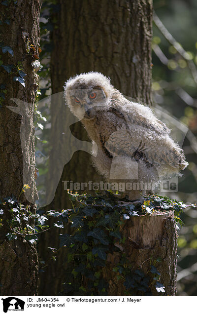 junger Uhu / young eagle owl / JM-04354