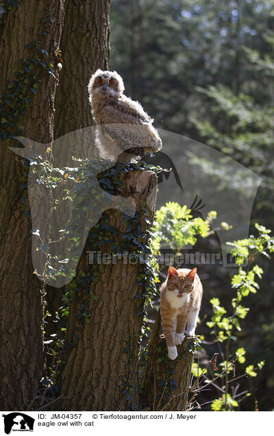 Uhu mit Katze / eagle owl with cat / JM-04357
