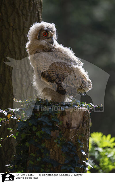 junger Uhu / young eagle owl / JM-04359