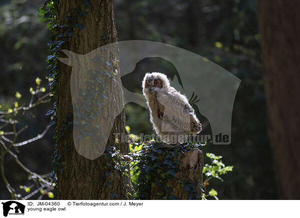 junger Uhu / young eagle owl / JM-04360