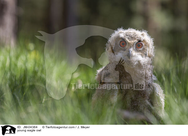 junger Uhu / young eagle owl / JM-04364