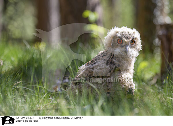 junger Uhu / young eagle owl / JM-04371