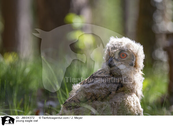 junger Uhu / young eagle owl / JM-04372