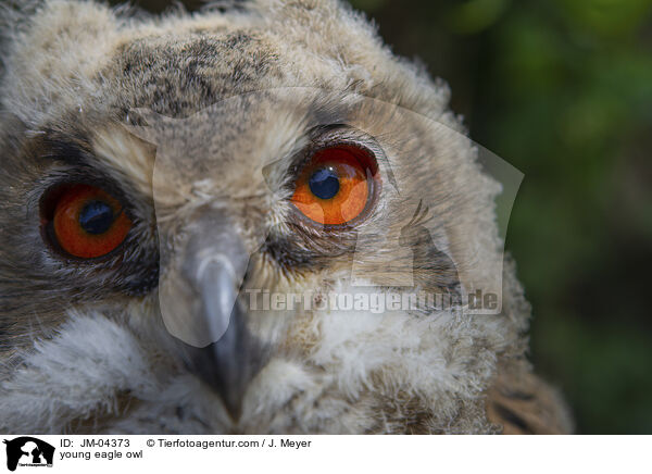 young eagle owl / JM-04373