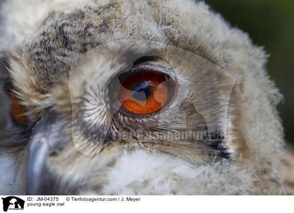 young eagle owl / JM-04375