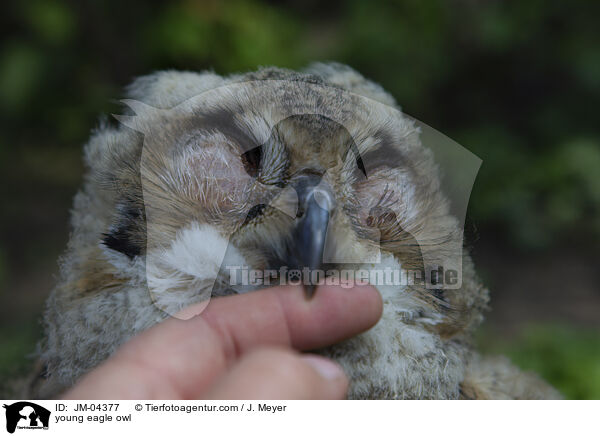 junger Uhu / young eagle owl / JM-04377