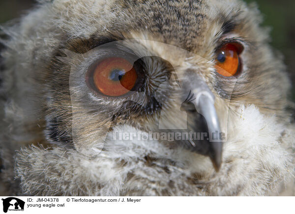 young eagle owl / JM-04378