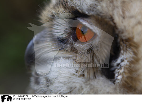 junger Uhu / young eagle owl / JM-04379