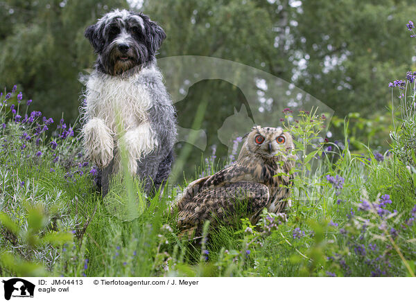 Uhu / eagle owl / JM-04413