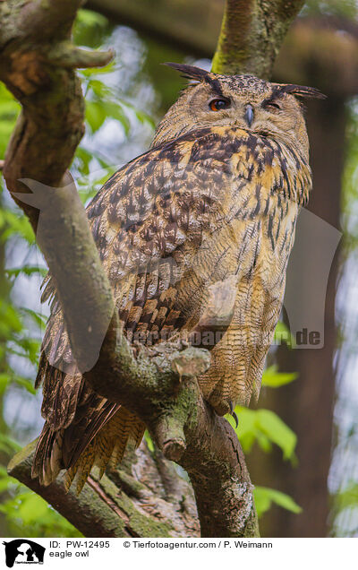 Uhu / eagle owl / PW-12495